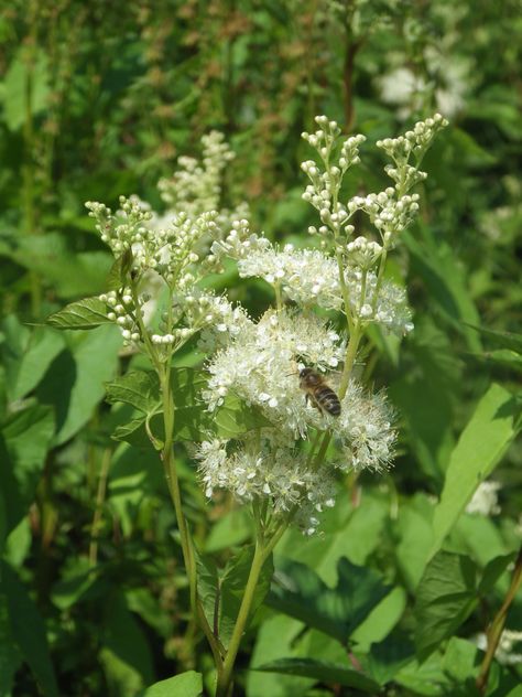 Meadow sweet Meadow Sweet, British Wild Flowers, Photo Flowers, Wild Flower Meadow, Flower Meadow, Cottage Gardens, British Wildlife, House Exteriors, Language Of Flowers