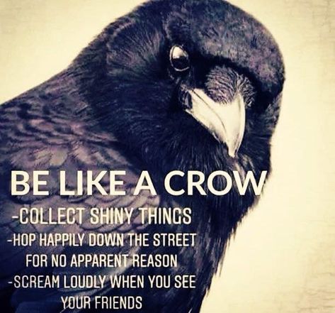 Be like a crow A Crow, The Crow, Crows, A Quote, Animal Memes, Black Bird, Spirit Animal, Make Me Happy, The Words