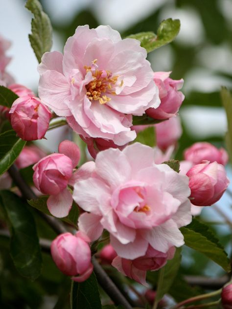 Prairie Rose Crabapple Tree, Midwest Flower Garden, Flowering Crabapple Tree, Garden Strawberries, Flowering Crabapple, Flower Trees, Prairie Rose, Goat Barn, Strawberry Garden