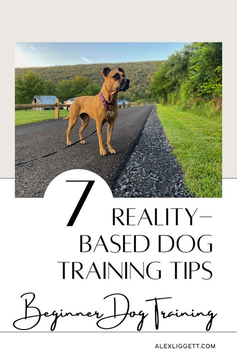 Beginner dog training | food recipes for beginner dog training | dog agility beginner dog training | dog training 101 | first time dog owner | first time puppy owner | puppy training 101 | easy dog training tips beginner puppy training First Time Puppy Owner, First Time Dog Owner, Working Dog Breeds, Potty Training Schedule, Shih Tzu Training, Training Food, Puppy Training Schedule, Puppies Tips, Dog Fun