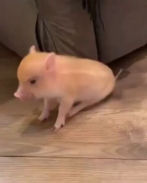 Cute Piglets, Funny Pigs, Cute Animal Memes, Mini Pigs, Animal Crossing Villagers, Cute Piggies, Pet Pigs, Big Animals