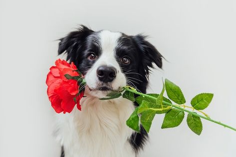 Puppy dog border collie holding red rose... | Premium Photo #Freepik #photo #background #flower #wedding #birthday Example Of Simile, Similes And Metaphors, Drying Roses, Cat Info, Image Film, Raining Cats And Dogs, Red Rose Flower, Border Collie Dog, Silly Dogs