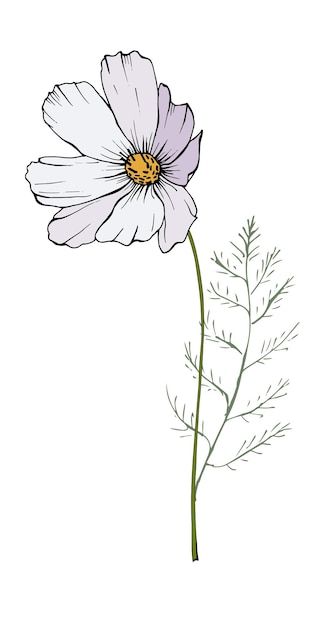 Cosmo Drawing Flower, Cosmos Botanical Illustration, Cosmo Flower Drawing, Cosmo Drawing, Cosmos Drawing, Cosmos Illustration, Cosmos Tattoo, Xmas Flowers, White Cosmos