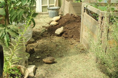 Natural Quail Enclosure, Natural Quail Coop, Plants For Quail Pen, Outdoor Quail Enclosure, Button Quail Habitat, Quail Habitat Diy, Quail Run Ideas, Button Quail Housing, Button Quail Housing Indoor