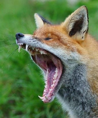 Yawning Animals, Fox Facts, Animal Facts Interesting, Art Fox, Fox Hunting, Animal Facts, Fox Art, Cute Fox, Red Fox