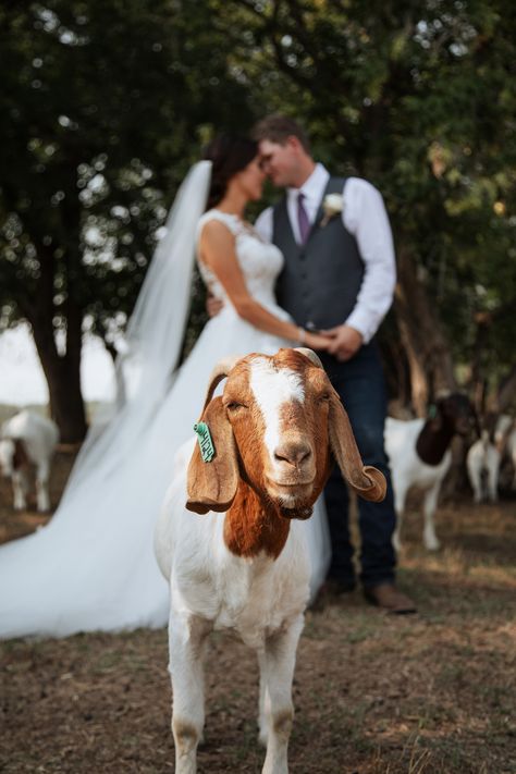 Fishing Themed Wedding, Bride Groom Photos, Farm Photography, Lace Wedding Dresses With Sleeves, Cute Goats, Wedding Dresses With Sleeves, Marrying My Best Friend, Groom Photo, Lace Wedding Dresses