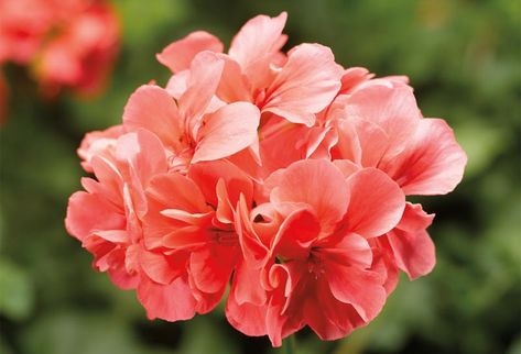 Salmon Flowers, Royal Bouquet, Flower Landscaping, Ivy Geraniums, Bird Of Paradise Flower, Scented Geranium, Fragrant Plant, Flower Landscape, Buy Plants