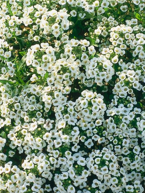 Allysum Flowers, Sweet Allysum, Sweet Alyssum, Butterfly Man, Hgtv Garden, Moon Garden, Beneficial Insects, White Gardens, Butterfly Garden