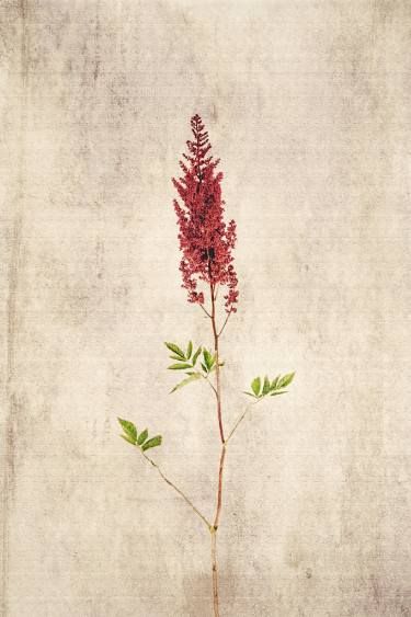 Astilbe Chinensis, Astilbe Flower, David Crosby, Cute Simple Wallpapers, Floral Photography, Botanical Drawings, Original Art For Sale, Flower Canvas, Original Fine Art