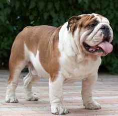 English Bulldog Pictures, Baby Bulldogs, Bulldog Pics, Bulldog Breeds, Baby Pugs, Cute Bulldogs, English Bulldog Puppies, Boston Terrier Puppy, Bully Dog