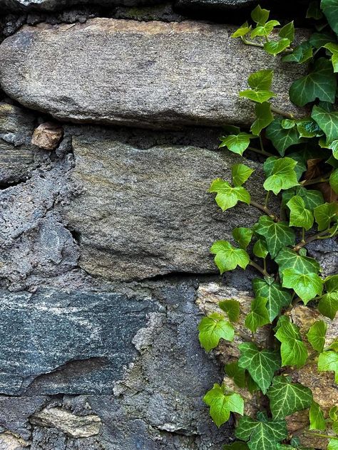 Stone Wall Aesthetic, Climbing Ivy, Wall Green, Art Final, Leaves And Branches, A Brick Wall, Glass Walls, Stone Texture, Stone House