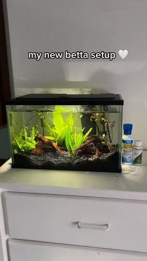 Betta Fish Tank Ideas, Planted Betta Tank, Cool Fish Tank Decorations, 10 Gallon Fish Tank, Fish Tank Ideas, Fish Tank Themes, Fish Tank Terrarium, Small Fish Tanks, Cool Fish Tanks