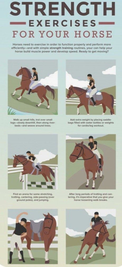 Horse Muscle Building Exercise, Horse Riding Tips English, Horse Massage, Horseback Riding Tips, Exercise Plans, Learn Hangul, Riding Tips, Horse Exercises, Strength Training Routine