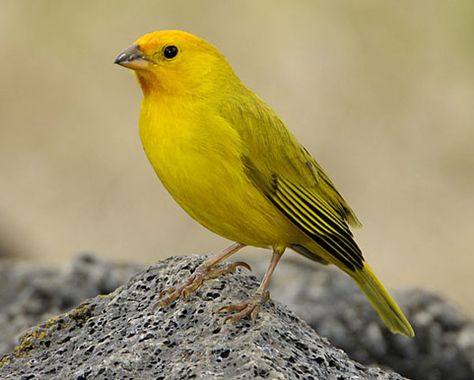 The Saffron Finch has a large range, estimated globally at approximately 6,600,000 square kilometers. Description from bib.ge. I searched for this on bing.com/images Finches Bird, Tail Feathers, Tropical Birds, Nature Inspired Design, Big Island, Bird Species, South America, Oats, Feathers