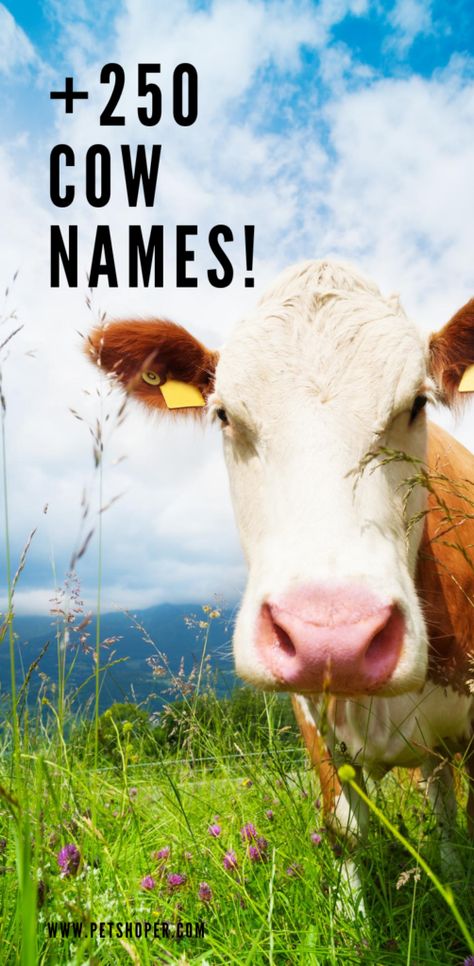 Cute Cow Names Calves, Steer Names, Cow Names Ideas, Animal Names List, Female Animal Names, Cute Disney Animals, Stuffed Animal Names, Windsong Ranch, Old Lady Names