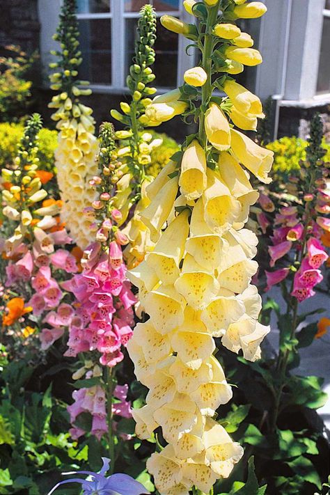 Foxglove and Yellow Foxglove (Digitalis spp. and Digitalis grandiflora) are two examples of biennial flowers, those that bloom in their second year. Their towering spikes of flute-shaped flowers with dark pollen-bearing stamens provide exceptional color in flower beds, borders, and other plantings. Copyright ©2004 by Dolezal & Associates. All Rights Reserved. grownbyyou.com Digitalis Grandiflora, Yellow Foxglove, Front Yard Tree Landscaping, How To Plant Flowers, Foxglove Plant, Foxglove Flower, Fox Glove, Shade Loving Flowers, Flower Dictionary