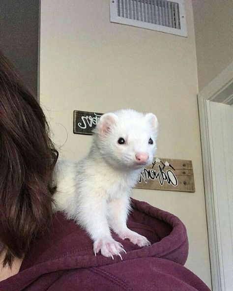 White Ferret, A Ferret, Ferret, Parrot, The Story, Books Wattpad, Wattpad, Books, White