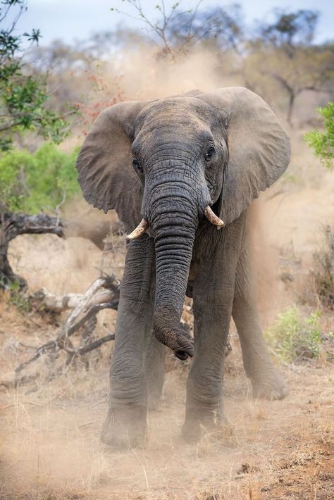 Baby Snow Leopard, African Forest Elephant, Game Reserve South Africa, African Bush Elephant, Asian Elephant, Save The Elephants, Elephant Love, Game Reserve, African Elephant