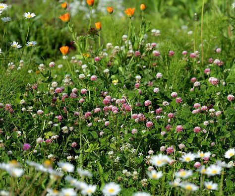 Tapestry Lawn Garden, Tapestry Lawn Uk, Wildflower Lawns, Laundry Yard, Tapestry Lawn, Meadow Lawn, Clover Lawn, Lawn Ideas, Yard Wall