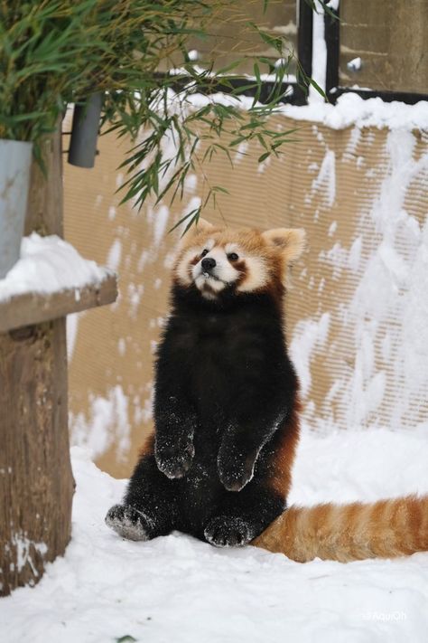 Red Panda Cute, Spiritual Animal, Red Pandas, Trash Panda, Cute Wild Animals, Red Panda, Cute Panda, Cute Creatures, Sweet Animals