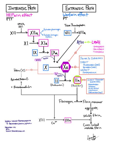 USMLE #wizard - Coagulation Cascade Drugs Coagulation Cascade, Usmle Step 1, Medical Laboratory Scientist, Medicine Notes, Vascular Surgery, Nursing School Survival, My Notes, Learn Facts, Medical Laboratory