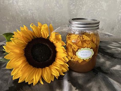 Sunflower - The Lost Herbs The Lost Herbs, Sunflower Petals Uses, Sunflower Tea, Health Herbs, Sunflower Leaves, Herbal Health, Growing Sunflowers, Planting Sunflowers, Future Garden