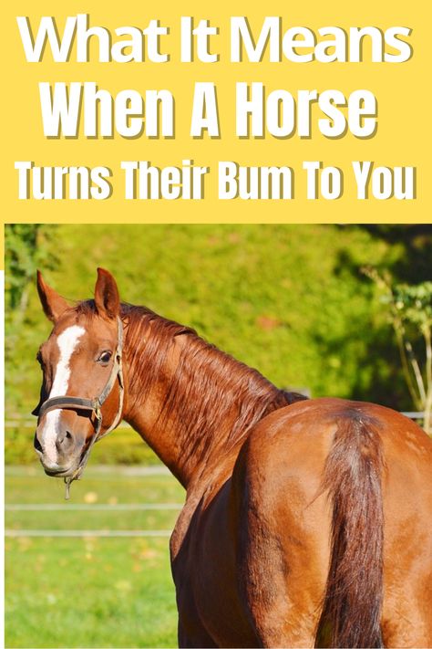 How To Train Your Horse, Small Horse Farm Ideas, Small Horse Barn Ideas, Horse Stall Ideas, Horse Enrichment, Horse Barn Ideas, Horse Feeding, Horse Hacks, Ranch Animals