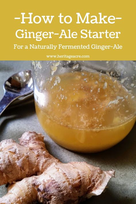 Ginger bug recipe to make your own homemade ginger ale soda.  Everything you need to know to start from scratch. Many healthy benefits. #Recipe #FromScratchCooking #RealFoodIngredients #GingerAle Ginger Ale Recipe, Ginger Soda, Homemade Ginger Ale, Ginger Bug, Benefits Of Ginger, Health Benefits Of Ginger, Ginger Drink, Homemade Soda, Soda Recipe