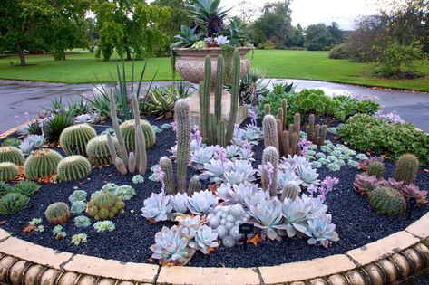 Cacti - Kew Gardens, London Cacti Rock Garden, Arizona Gardening Landscape Design, Zen Landscaping, Mini Cactus Garden, Kew Gardens London, Succulent Garden Landscape, Arizona Backyard, Arizona Gardening, Garden Companion Planting