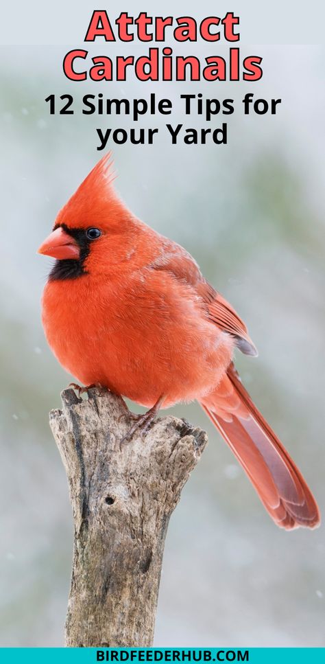 Cardinal Bird House, Backyard Habitat, Backyard Birds Watching, Backyard Birds Sanctuary, Bird Cardinal, Feeding Birds, Wildlife Gardening, Wildlife Habitat, Tweety Bird