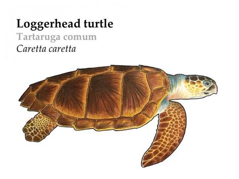 Loggerhead Sea Turtle | Azores Whale Watching TERRA AZUL™ Loggerhead Sea Turtle Drawing, Bio Project, Sea Turtle Drawing, Sea Turtle Nest, Creature Reference, Loggerhead Turtle, Loggerhead Sea Turtle, Turtle Sculpture, Turtle Drawing