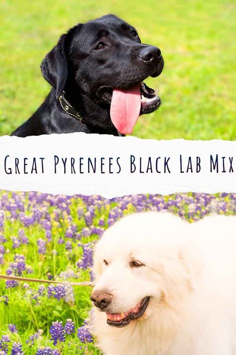 great pyrenees black lab mix Great Pyrenees Lab Mix Puppy, Lab Mix Puppies, Black Lab Mix, Labrador Mom, Labrador Mix, Dog Mixes, Great Pyrenees, American Kennel Club, Big Dog