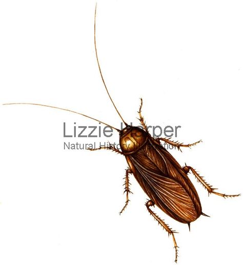 Watercolour illustration of a Cockroach (Blattodea)- illustrated by Lizzie Harper Lizzie Harper, Octopus Tattoos, Bug Art, Watercolour Illustration, E Tattoo, Creepy Crawlies, Scientific Illustration, Watercolor Drawing, Tattoo Flash