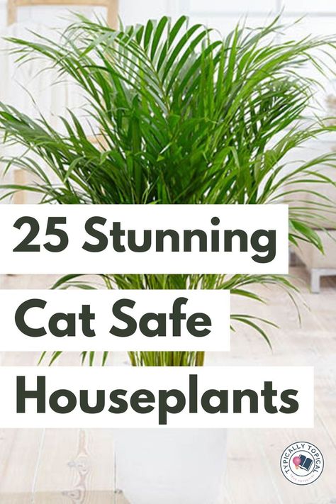 Cat Safe House Plants, Pet Friendly House Plants, Dog Safe Plants, Houseplants Safe For Cats, Safe House Plants, Cat Friendly Plants, Toxic Plants For Cats, Plants Tips, Toxic Plants