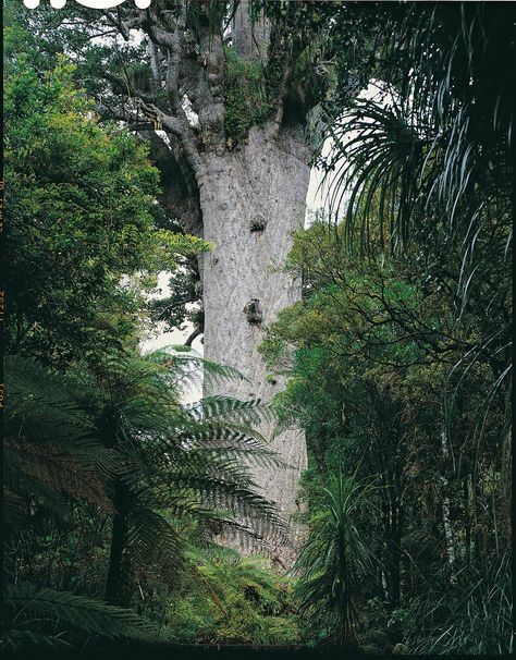 Tāne Mahuta is a giant Kauri tree in the Waipoua Forest of New Zealand. Its age is unknown but is estimated to be between 1,250 and 2,500 years. It is the largest kauri known to stand today. Its Māori name means "Lord of the Forest", from the name of a god in the Māori pantheon. Buttress Roots, Kauri Tree, Enchanted Places, Avant Garden, Nz Travel, Tree Inspiration, Tree Lover, Giant Tree, Beautiful Trees