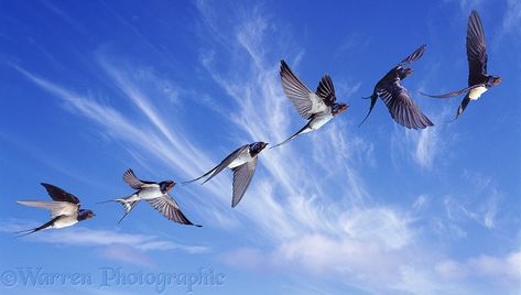 barn swallow in-flight | Swallow in flight series photo - WP38432 Birds Flying Photography, Swallow In Flight, Flying Photography, Barn Swallow, Swallow Bird, Celtic Tree Of Life, Bird Wings, British Wildlife, Uk Photography