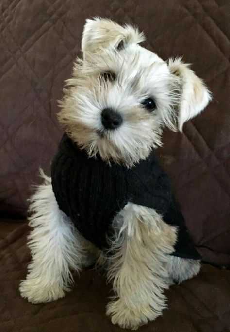 Sweetness White Miniature Schnauzer, Mini Schnauzer Puppies, Miniature Schnauzer Puppies, Schnauzer Puppy, Schnauzer Dogs, Mini Schnauzer, Puppy Lover, Kittens And Puppies, Miniature Schnauzer