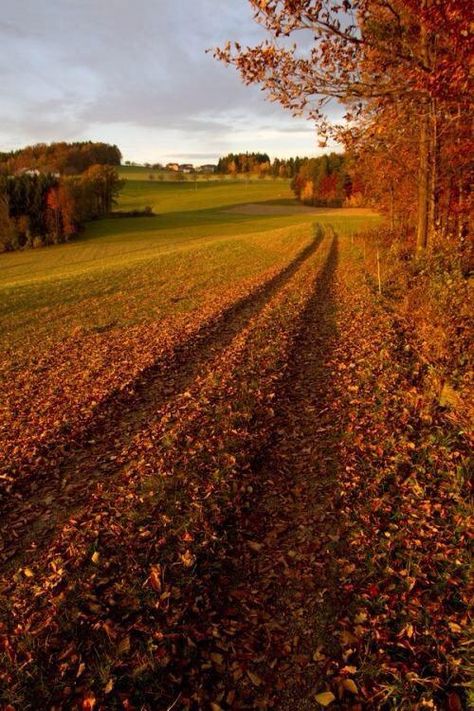 Leaves On The Ground, Nature Fall, Trendy Photography, Dirt Road, Autumn Scenery, Ideas Photography, Autumn Beauty, Fall Pictures, Autumn Cozy