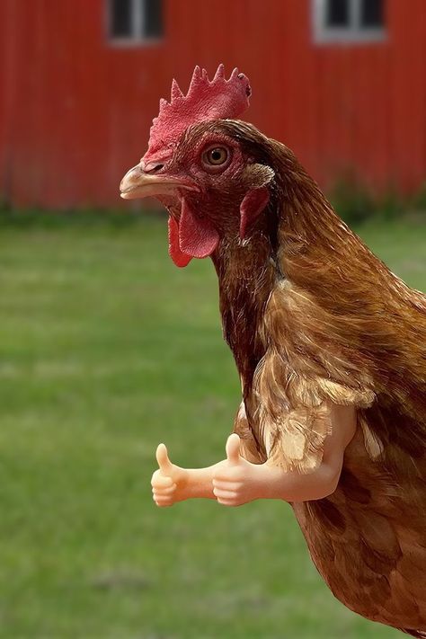 Funny Chicken Memes, Thumbs Up Meme, Chicken Arms, Chicken Accessories, Chicken Pictures, Fancy Chickens, Backyard Chicken Farming, Cow Pictures, Cute Chickens