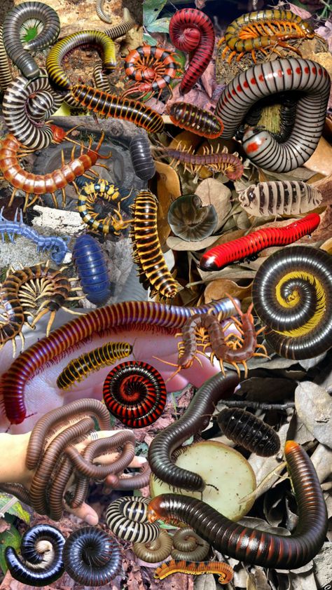 #millipede #pillbug #centipede Millipede Aesthetic, Giant African Millipede, Centipede Wallpaper, Millipede Enclosure, Centipede Aesthetic, Millipede Tattoo, Centipede Art, Insects Wallpaper, House Centipede