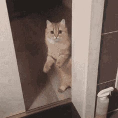 Door Hide GIF - Door Hide Close - Discover & Share GIFs Bye Gif, Mood Gif, Hello Gif, Hello Nurse, Scared Cat, Cat Stands, Friends Gif, Cat Door, Cat Quotes