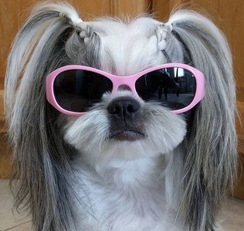 Shih Tuz, Perro Shih Tzu, Shih Tzu Funny, Psy I Szczenięta, Dog Ideas, Animale Rare, Shih Tzu Puppy, Shih Tzu Dog