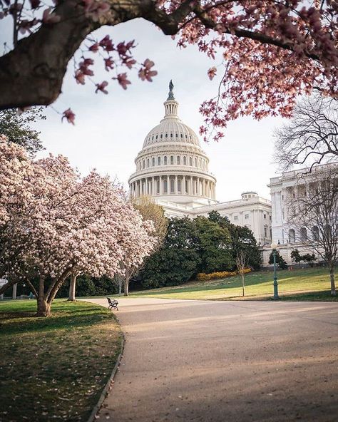 Washington DC on Instagram: “Photo by @kerrentonsnow” Washington Dc Landmarks, Cherry Blossom Washington Dc, Lost Symbol, Dc Aesthetic, Washington Dc Photos, Phone Things, Vibe Tribe, Washington Dc Travel, Patterns Wallpaper