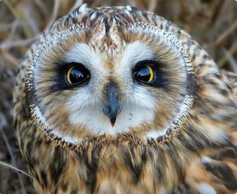 An intense star from a pretty short-eared owl. Owl Habitat, Owl Facts, Owl Baby Shower Theme, Wild Animals Photography, Short Eared Owl, Owl Eyes, Owls Drawing, Owl Pictures, Baby Owls