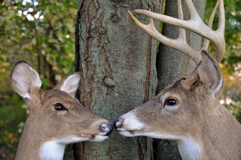 Buck and Doe in woods. Buck and doe nose to nose in woods , #Sponsored, #Doe, #Buck, #woods, #nose, #doe #ad Deer Nose, Nose Photo, Hunting Pics, Deer Doe, Buck And Doe, Buck Deer, Big Bucks, Forest Hills, White Tail