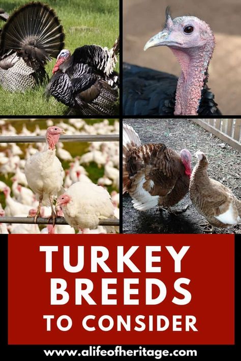 11 11 Turkey Breeds You NEED to Know About if You Plan to Raise Turkeys You NEED to Know About if You Plan to Raise Turkeys Bourbon Red Turkey, Turkey Breeds, Raising Livestock, Pet Turkey, Small Homestead, Raising Turkeys, Homestead Animals, Turkey Farm, Poultry Farming