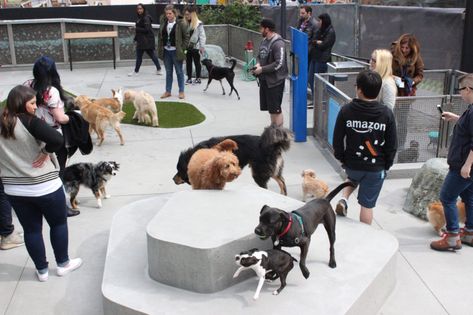 Dog Park Design, Pet Cafe, Mini Pinscher, Dog Playground, Dog School, Dog Area, Glass Structure, It's A Good Day, New Dog