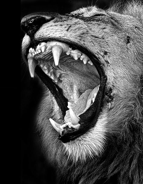 Value In Photography, Photography Black Background, Juice Photography, Lion Roaring, The Principles Of Design, Big Cat Species, The Elements Of Art, Abstract Lion, Lion Artwork