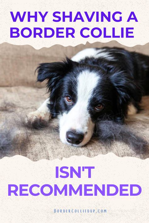 Grooming Border Collie Border Collie Haircut, Border Collie Haircut Styles, Border Collie Grooming Styles, Border Collie Tricks, Border Collie Service Dog, Border Collie Smooth Coat, Matted Hair, Support Dog, Grooming Style