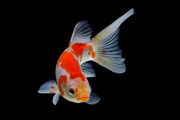 Koi Fish Reference, Coy Fish Reference, Fish Reference Photo, Koi Fish Photography, Fish Reference, Gold Fish Aesthetic, Koi Fish Photo, Koi Fish Side View, Pretty Fish Photography